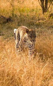 Preview wallpaper leopard, big cat, predator, wildlife, grass