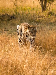 Preview wallpaper leopard, big cat, predator, wildlife, grass