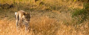 Preview wallpaper leopard, big cat, predator, wildlife, grass