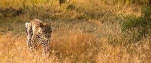 Preview wallpaper leopard, big cat, predator, wildlife, grass