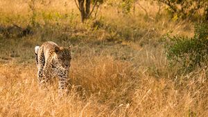 Preview wallpaper leopard, big cat, predator, wildlife, grass