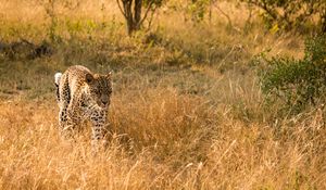 Preview wallpaper leopard, big cat, predator, wildlife, grass