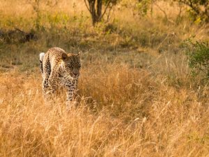 Preview wallpaper leopard, big cat, predator, wildlife, grass