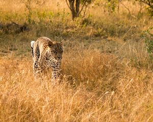 Preview wallpaper leopard, big cat, predator, wildlife, grass