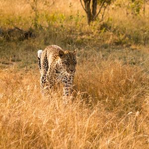 Preview wallpaper leopard, big cat, predator, wildlife, grass