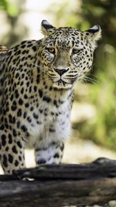 Preview wallpaper leopard, big cat, predator, wildlife, blur