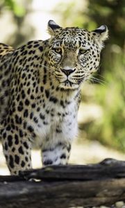 Preview wallpaper leopard, big cat, predator, wildlife, blur