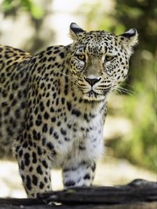 Preview wallpaper leopard, big cat, predator, wildlife, blur