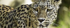 Preview wallpaper leopard, big cat, predator, wildlife, blur