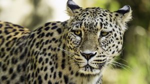 Preview wallpaper leopard, big cat, predator, wildlife, blur