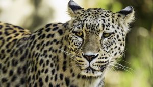 Preview wallpaper leopard, big cat, predator, wildlife, blur