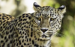 Preview wallpaper leopard, big cat, predator, wildlife, blur