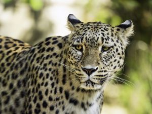 Preview wallpaper leopard, big cat, predator, wildlife, blur