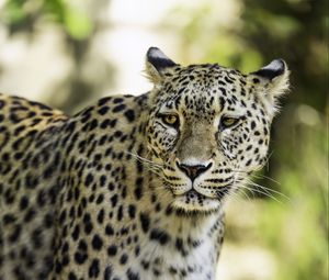 Preview wallpaper leopard, big cat, predator, wildlife, blur