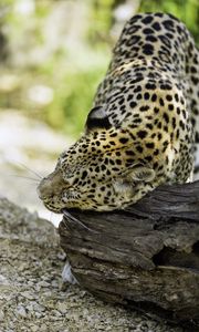 Preview wallpaper leopard, big cat, predator, log