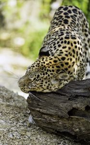 Preview wallpaper leopard, big cat, predator, log