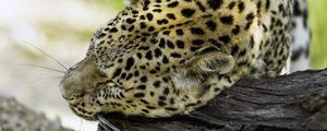 Preview wallpaper leopard, big cat, predator, log