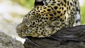 Preview wallpaper leopard, big cat, predator, log