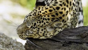 Preview wallpaper leopard, big cat, predator, log