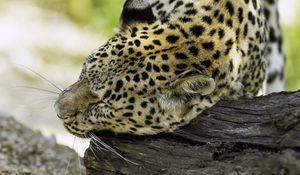 Preview wallpaper leopard, big cat, predator, log