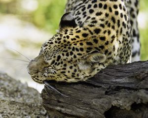 Preview wallpaper leopard, big cat, predator, log