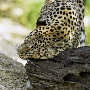 Preview wallpaper leopard, big cat, predator, log