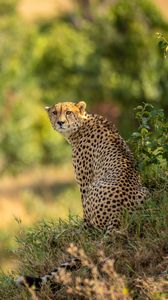 Preview wallpaper leopard, big cat, predator, blur