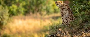 Preview wallpaper leopard, big cat, predator, blur
