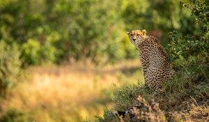 Preview wallpaper leopard, big cat, predator, blur