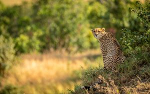 Preview wallpaper leopard, big cat, predator, blur