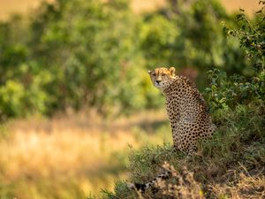 Preview wallpaper leopard, big cat, predator, blur