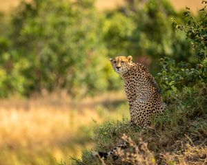 Preview wallpaper leopard, big cat, predator, blur