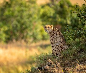 Preview wallpaper leopard, big cat, predator, blur