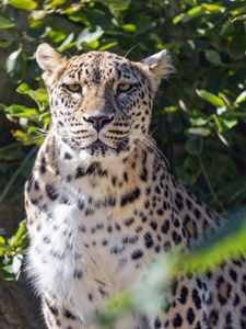 Preview wallpaper leopard, big cat, predator, animal, leaves