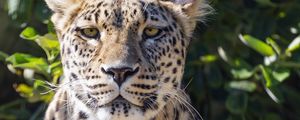 Preview wallpaper leopard, big cat, predator, animal, leaves