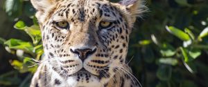 Preview wallpaper leopard, big cat, predator, animal, leaves