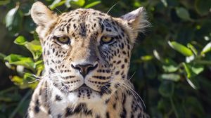 Preview wallpaper leopard, big cat, predator, animal, leaves