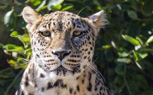 Preview wallpaper leopard, big cat, predator, animal, leaves