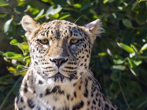 Preview wallpaper leopard, big cat, predator, animal, leaves