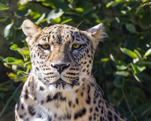 Preview wallpaper leopard, big cat, predator, animal, leaves