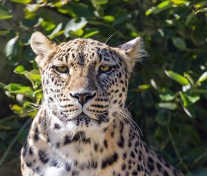 Preview wallpaper leopard, big cat, predator, animal, leaves