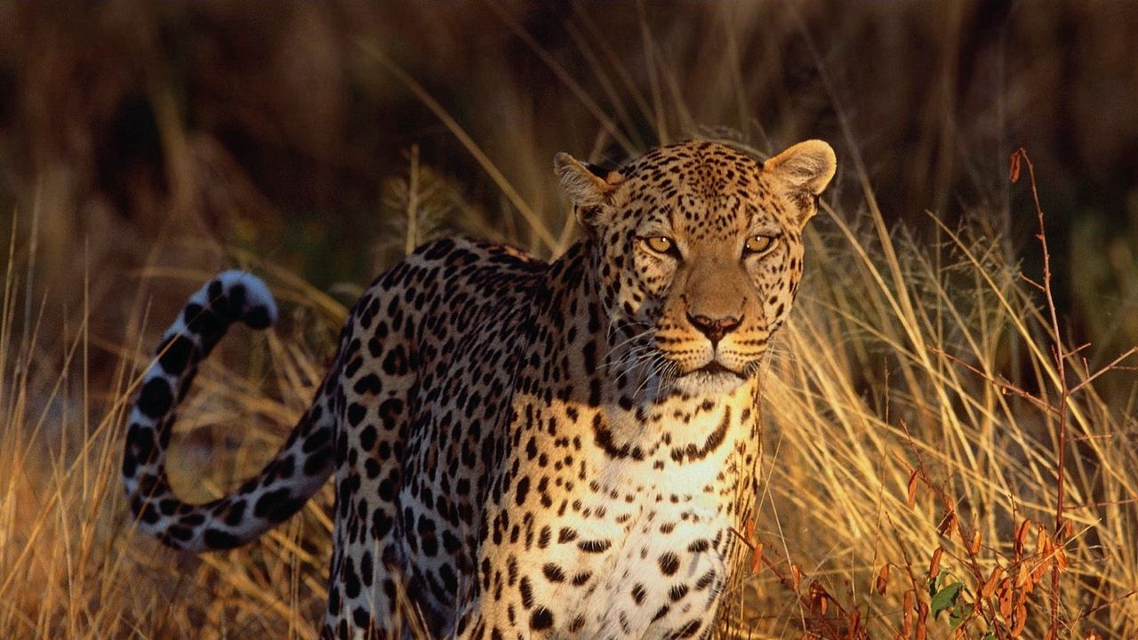 Wallpaper leopard, big cat, predator