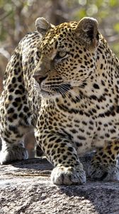 Preview wallpaper leopard, big cat, predator