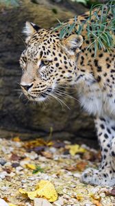 Preview wallpaper leopard, big cat, predator, animal, leaves, autumn