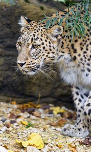 Preview wallpaper leopard, big cat, predator, animal, leaves, autumn