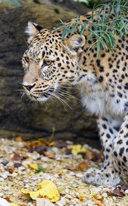 Preview wallpaper leopard, big cat, predator, animal, leaves, autumn