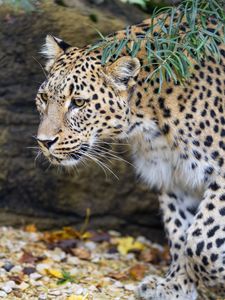 Preview wallpaper leopard, big cat, predator, animal, leaves, autumn