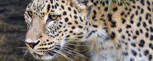 Preview wallpaper leopard, big cat, predator, animal, leaves, autumn