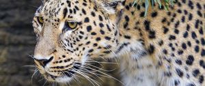 Preview wallpaper leopard, big cat, predator, animal, leaves, autumn