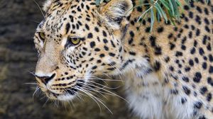 Preview wallpaper leopard, big cat, predator, animal, leaves, autumn